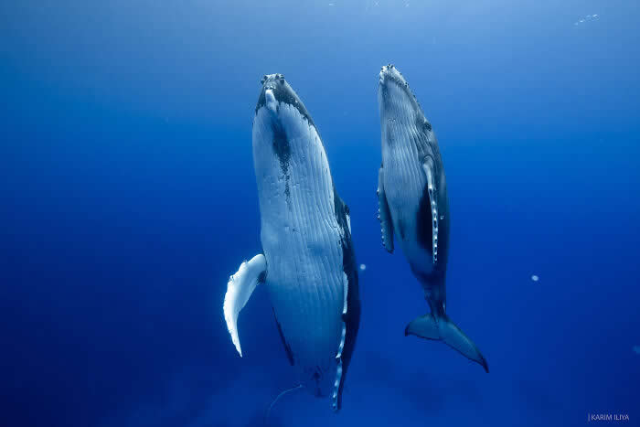 Stunning Marine Photos by Karim Iliya