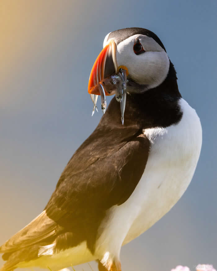 Stunning Marine Photos by Karim Iliya