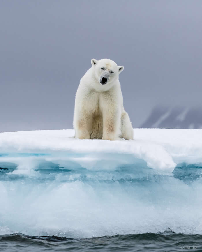 Stunning Marine Photos by Karim Iliya