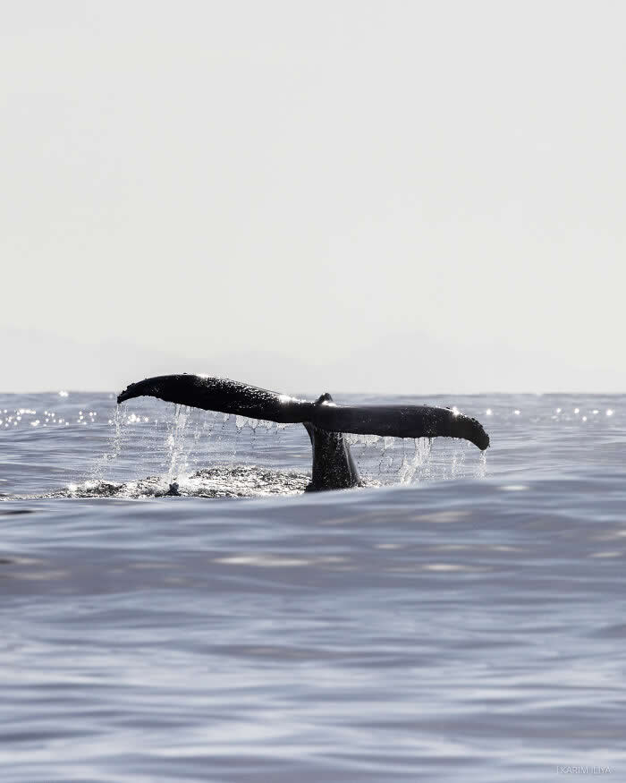 Stunning Marine Photos by Karim Iliya