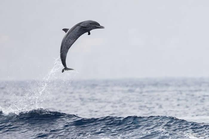 Stunning Marine Photos by Karim Iliya