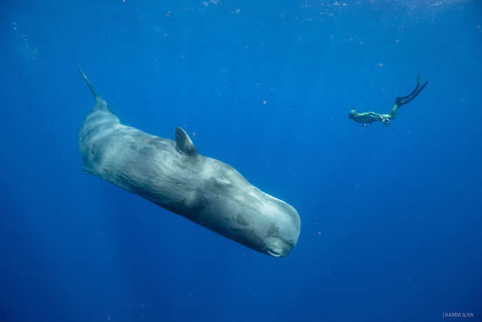 Stunning Marine Photos by Karim Iliya
