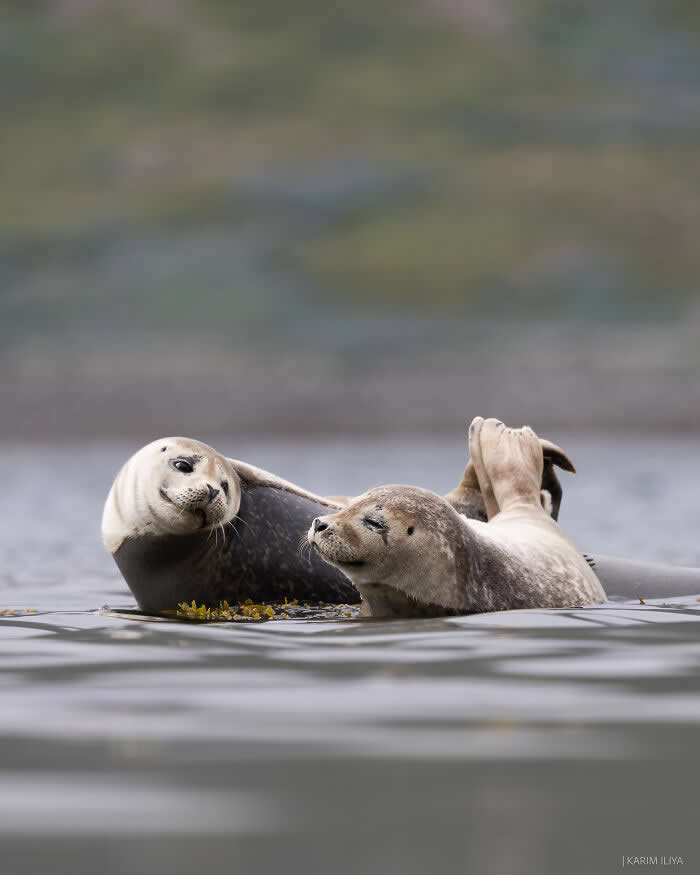 Stunning Marine Photos by Karim Iliya