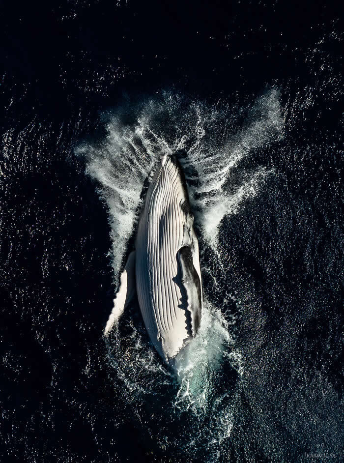 Stunning Marine Photos by Karim Iliya