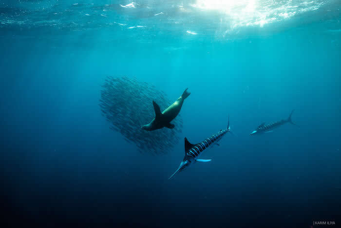 Stunning Marine Photos by Karim Iliya