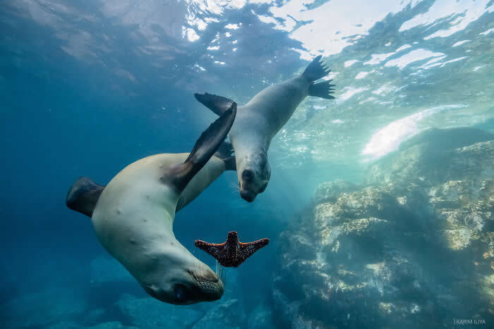 Stunning Marine Photos by Karim Iliya