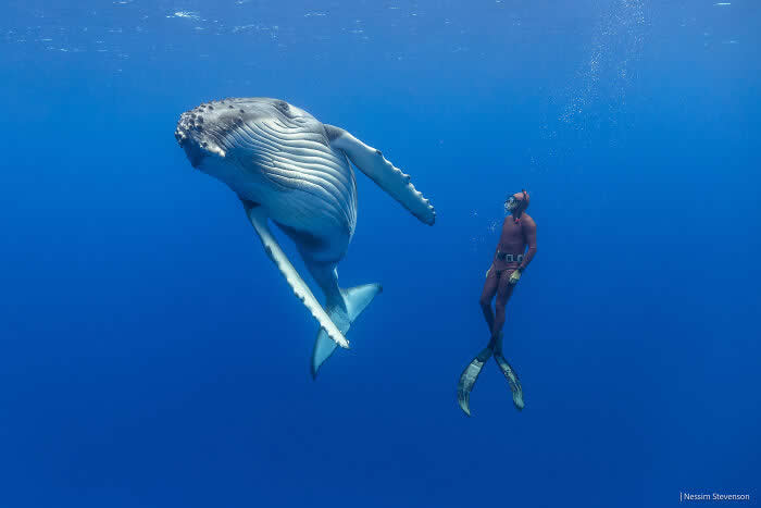 Stunning Marine Photos by Karim Iliya