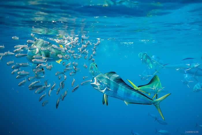 Stunning Marine Photos by Karim Iliya