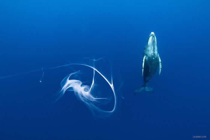 Stunning Marine Photos by Karim Iliya