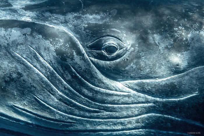 Stunning Marine Photos by Karim Iliya