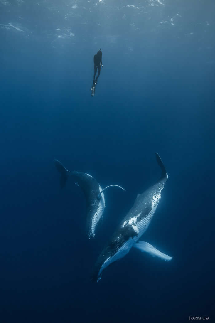 Stunning Marine Photos by Karim Iliya