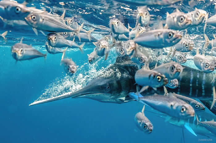 Stunning Marine Photos by Karim Iliya