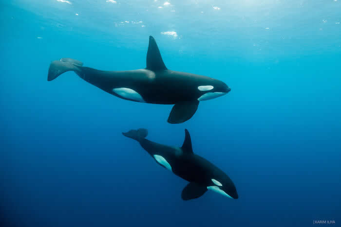 Stunning Marine Photos by Karim Iliya