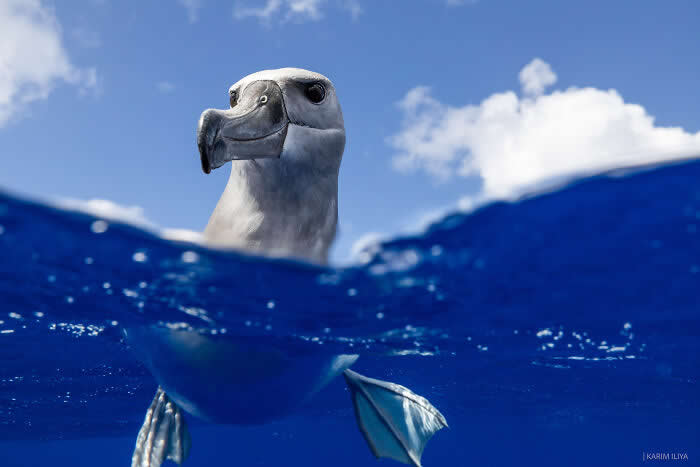 Stunning Marine Photos by Karim Iliya