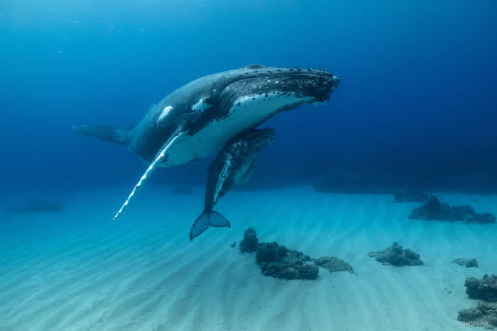 Stunning Marine Photos by Karim Iliya