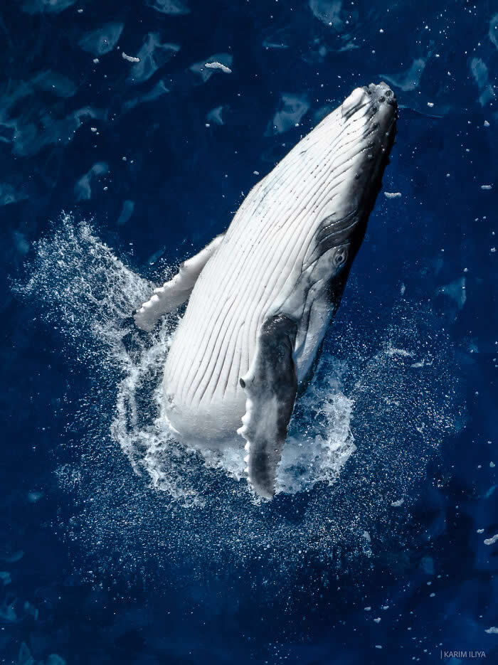 Stunning Marine Photos by Karim Iliya
