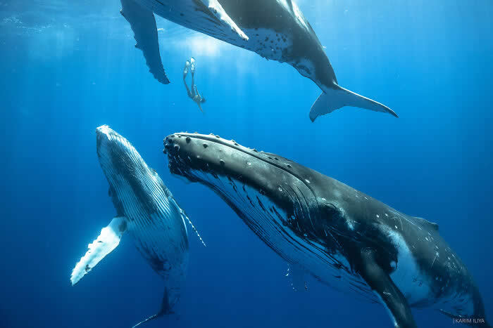 Stunning Marine Photos by Karim Iliya