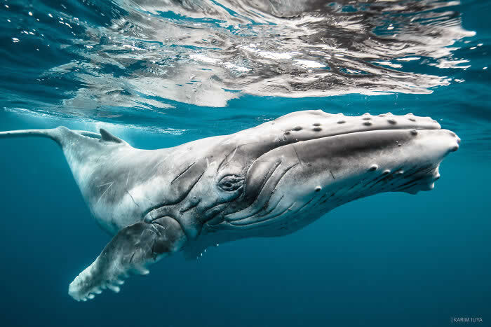 Stunning Marine Photos by Karim Iliya
