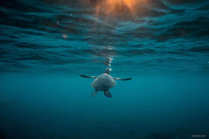 Stunning Marine Photos by Karim Iliya