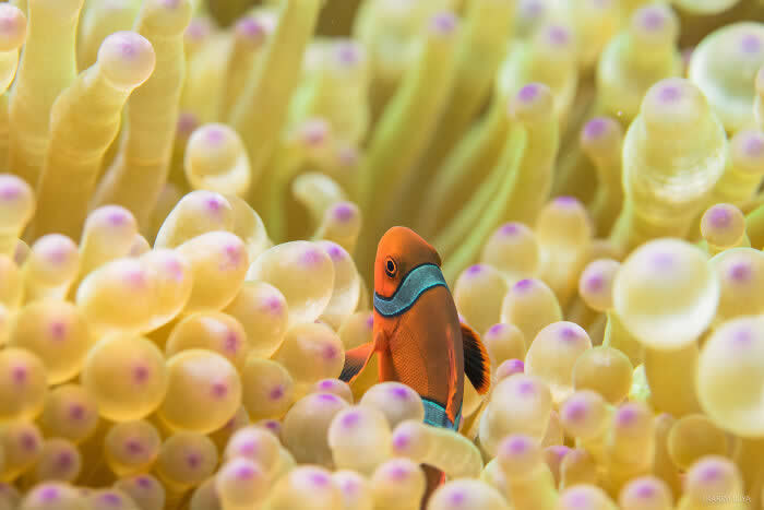 Stunning Marine Photos by Karim Iliya