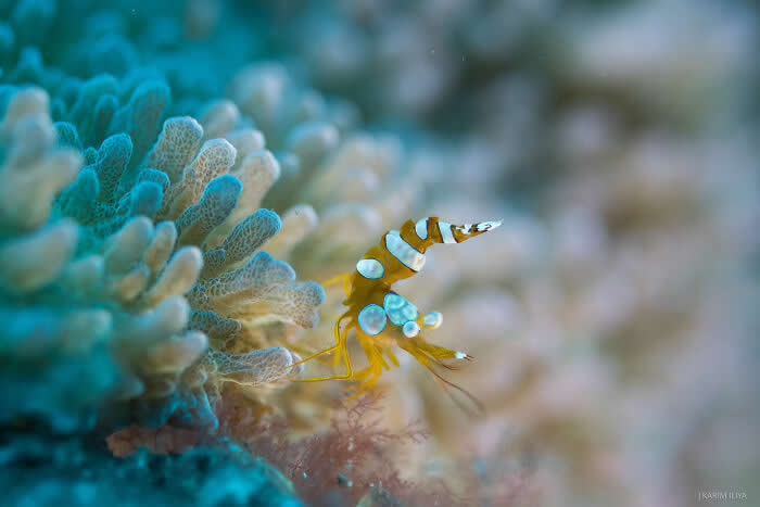 Stunning Marine Photos by Karim Iliya