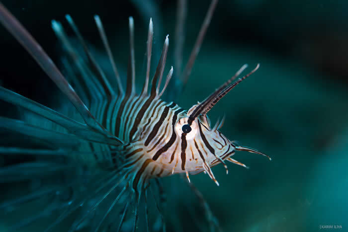 Stunning Marine Photos by Karim Iliya