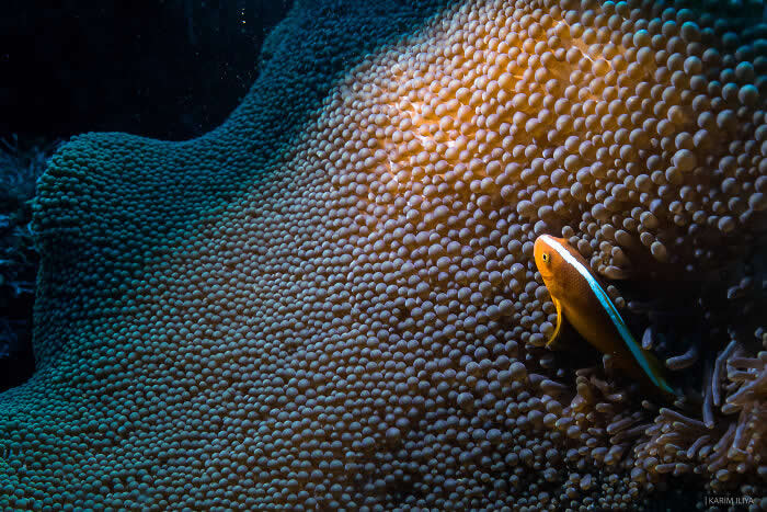 Stunning Marine Photos by Karim Iliya
