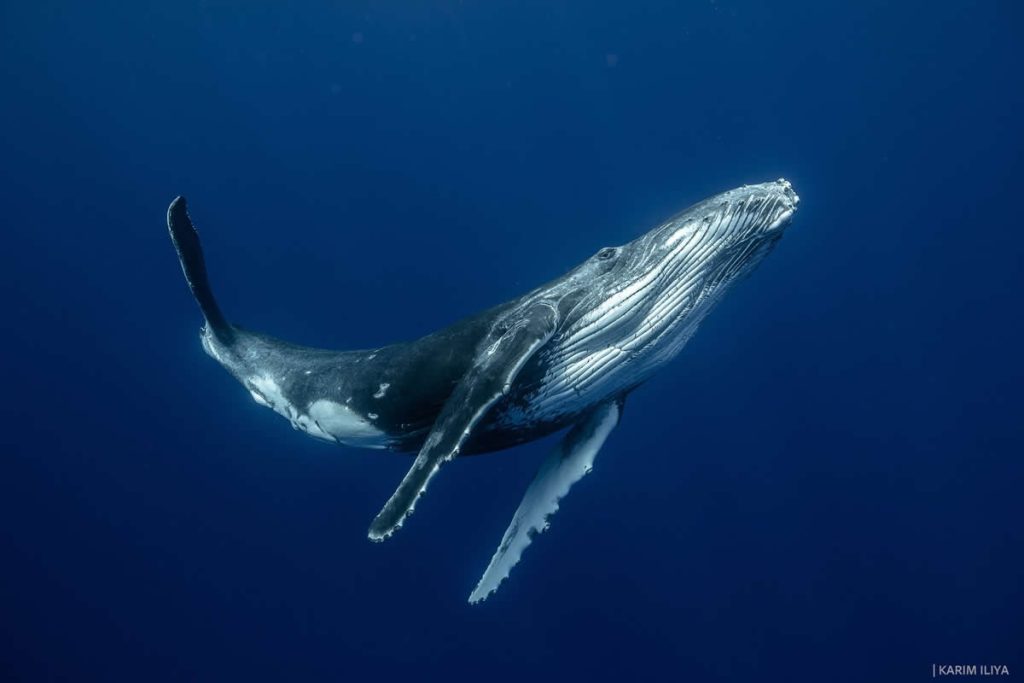 Stunning Marine Photos by Karim Iliya