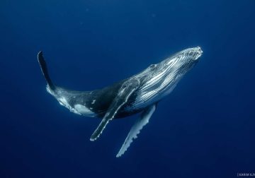 Stunning Marine Photos by Karim Iliya