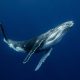 Stunning Marine Photos by Karim Iliya