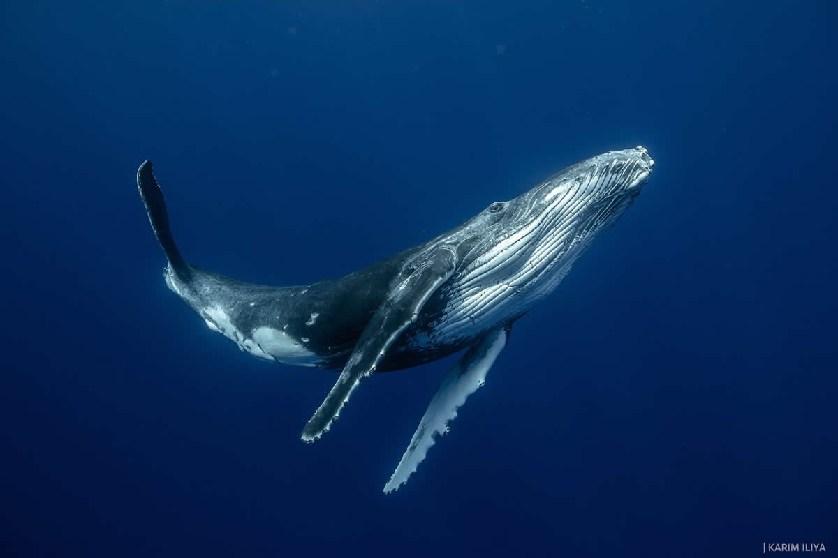 Stunning Marine Photos by Karim Iliya
