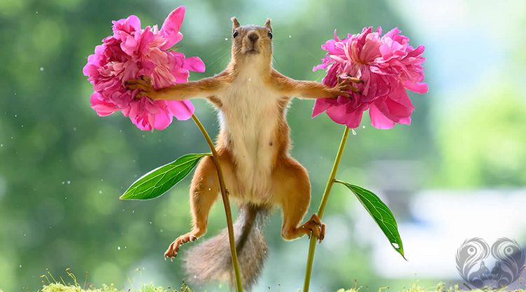 Playful Squirrel Moments Captured by Geert Weggen