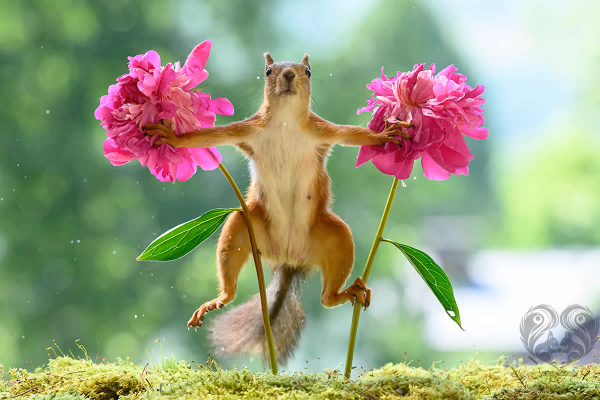 20 Playful Squirrel Moments Captured by Geert Weggen That Will Make You Smile