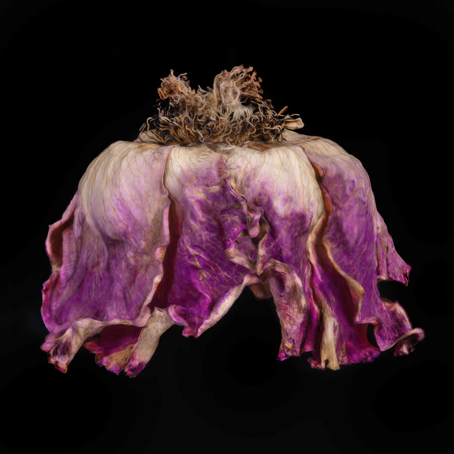 Refocus 2025 Color Photography Awards Winners