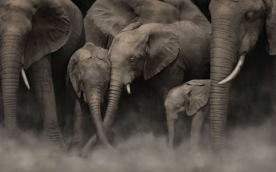 Refocus 2025 Color Photography Awards Winners