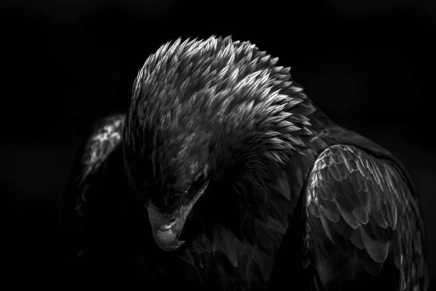 Black-and-White Wildlife Winning Photos from the 2025 reFocus Photography Awards