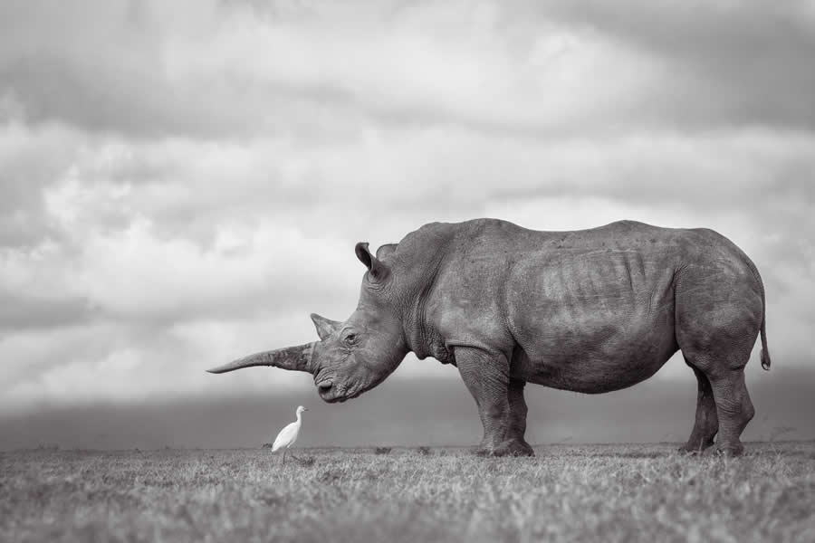 Black-and-White Wildlife Winning Photos from the 2025 reFocus Photography Awards