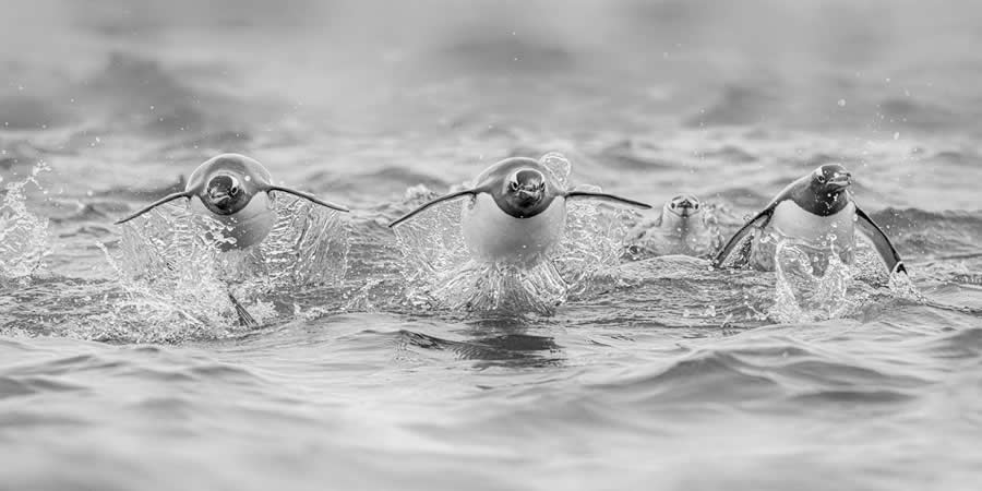 Black-and-White Wildlife Winning Photos from the 2025 reFocus Photography Awards