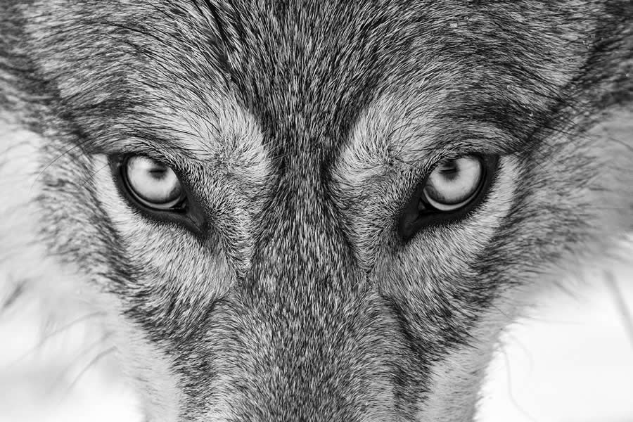 Black-and-White Wildlife Winning Photos from the 2025 reFocus Photography Awards