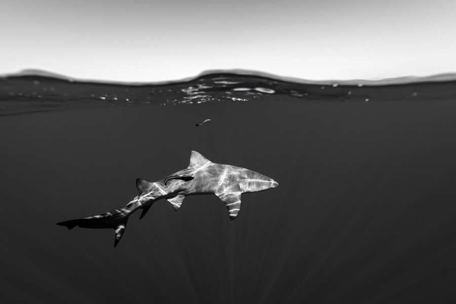 Black-and-White Wildlife Winning Photos from the 2025 reFocus Photography Awards