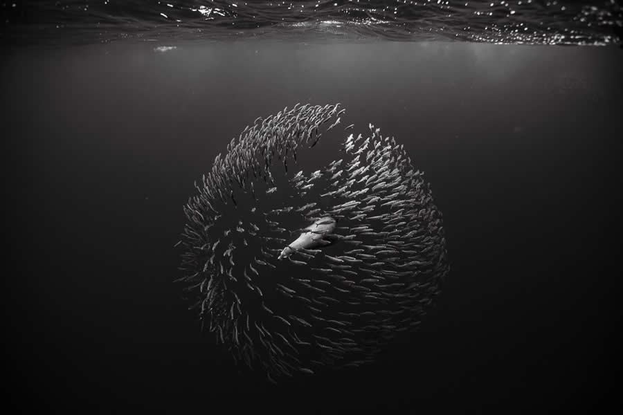 Black-and-White Wildlife Winning Photos from the 2025 reFocus Photography Awards