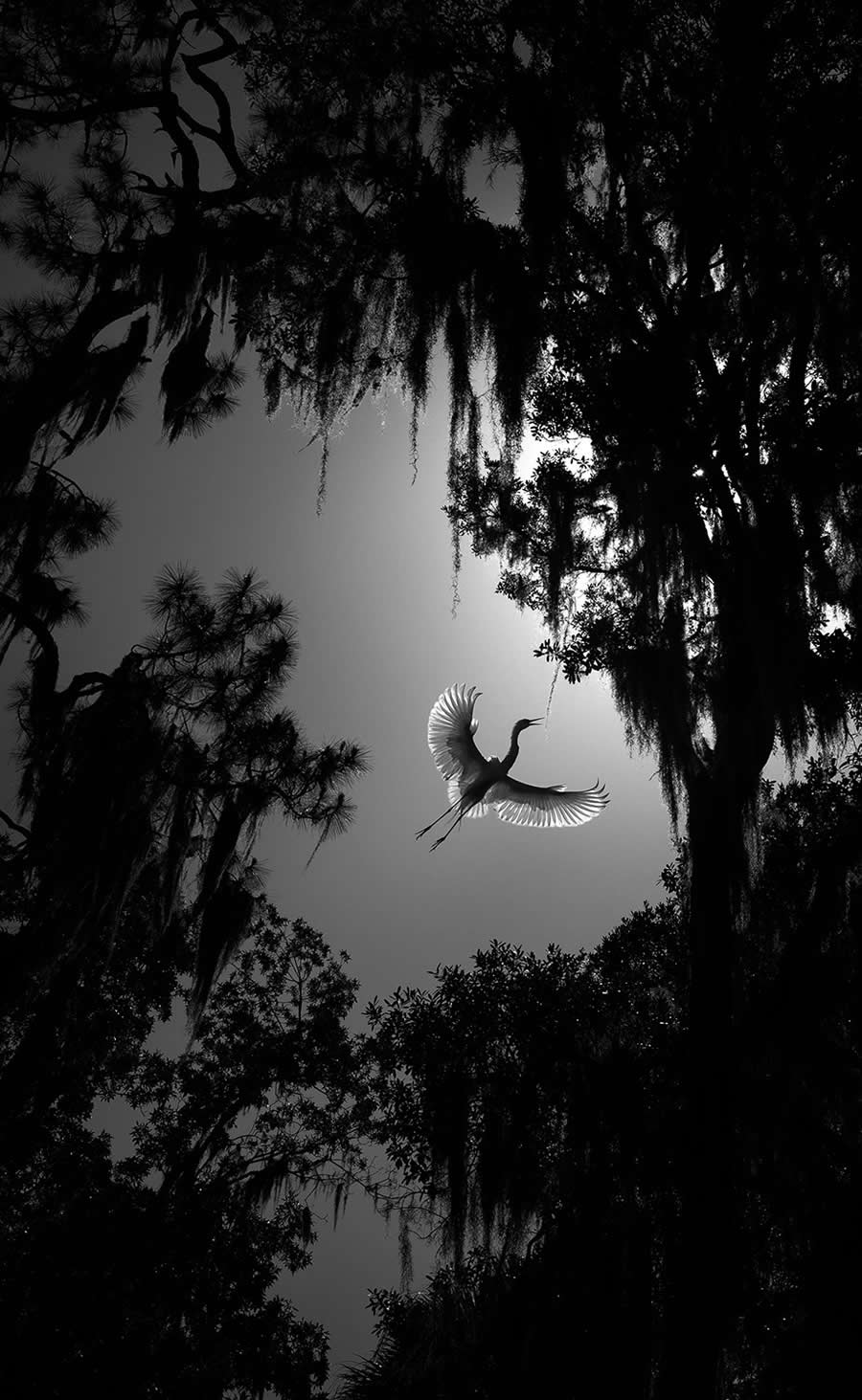 Black-and-White Wildlife Winning Photos from the 2025 reFocus Photography Awards