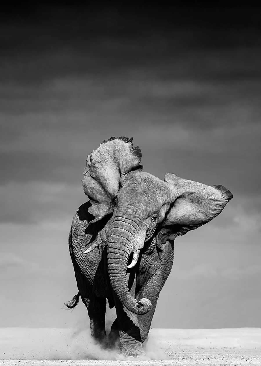 Black-and-White Wildlife Winning Photos from the 2025 reFocus Photography Awards