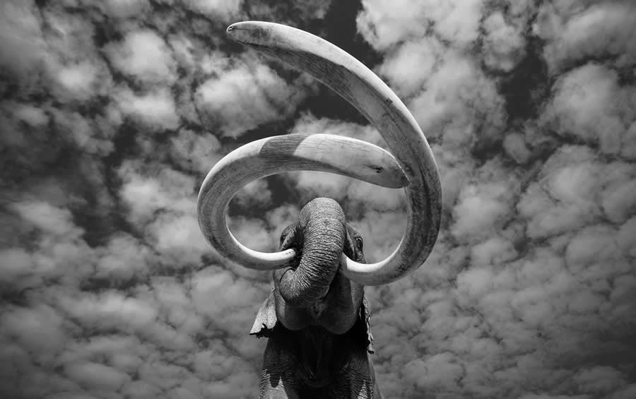 Black-and-White Wildlife Winning Photos from the 2025 reFocus Photography Awards