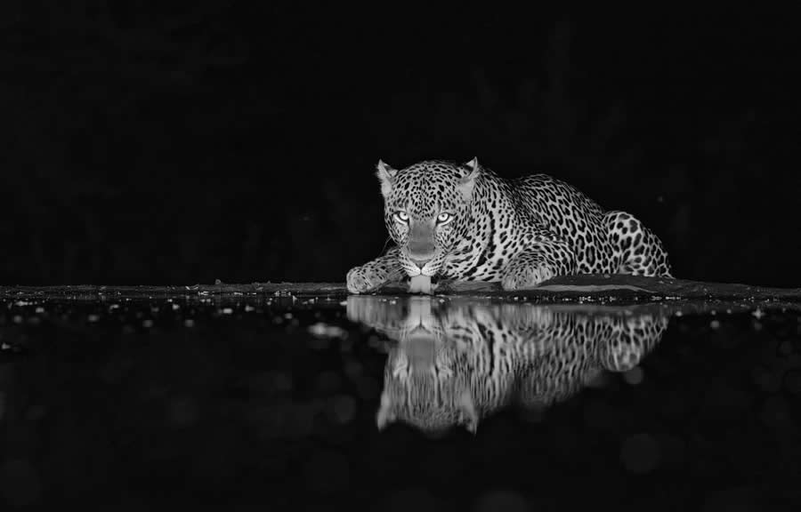 Black-and-White Wildlife Winning Photos from the 2025 reFocus Photography Awards