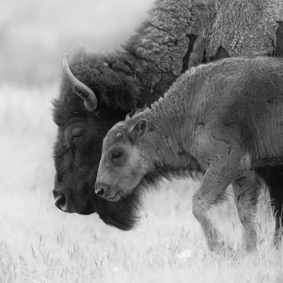 Black-and-White Wildlife Winning Photos from the 2025 reFocus Photography Awards