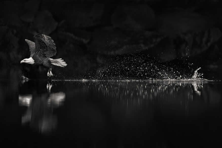 Black-and-White Wildlife Winning Photos from the 2025 reFocus Photography Awards