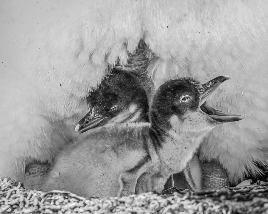 Black-and-White Wildlife Winning Photos from the 2025 reFocus Photography Awards