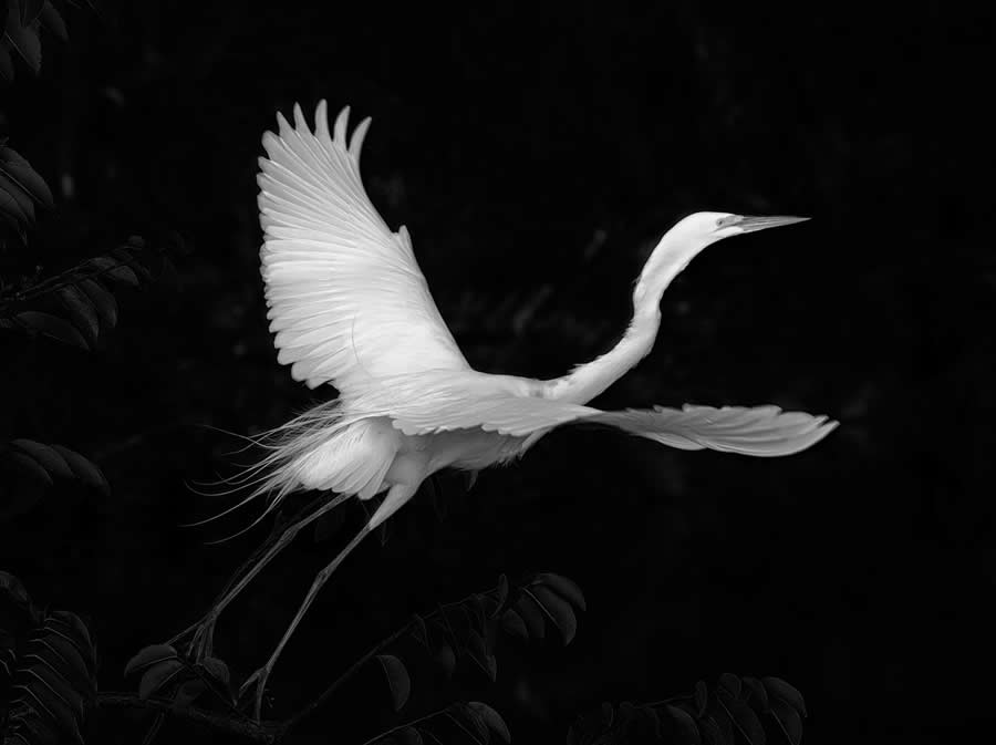 Black-and-White Wildlife Winning Photos from the 2025 reFocus Photography Awards