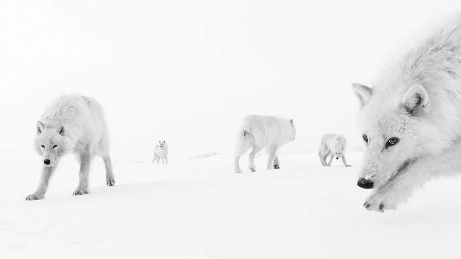 Black-and-White Wildlife Winning Photos from the 2025 reFocus Photography Awards